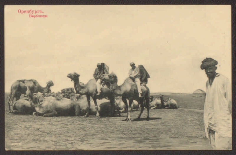 Оренбургские киргизы. Верблюды в Оренбурге. Киргиз на верблюде. Кыргызы на верблюдах. Кузнецов Верблюды в степи.