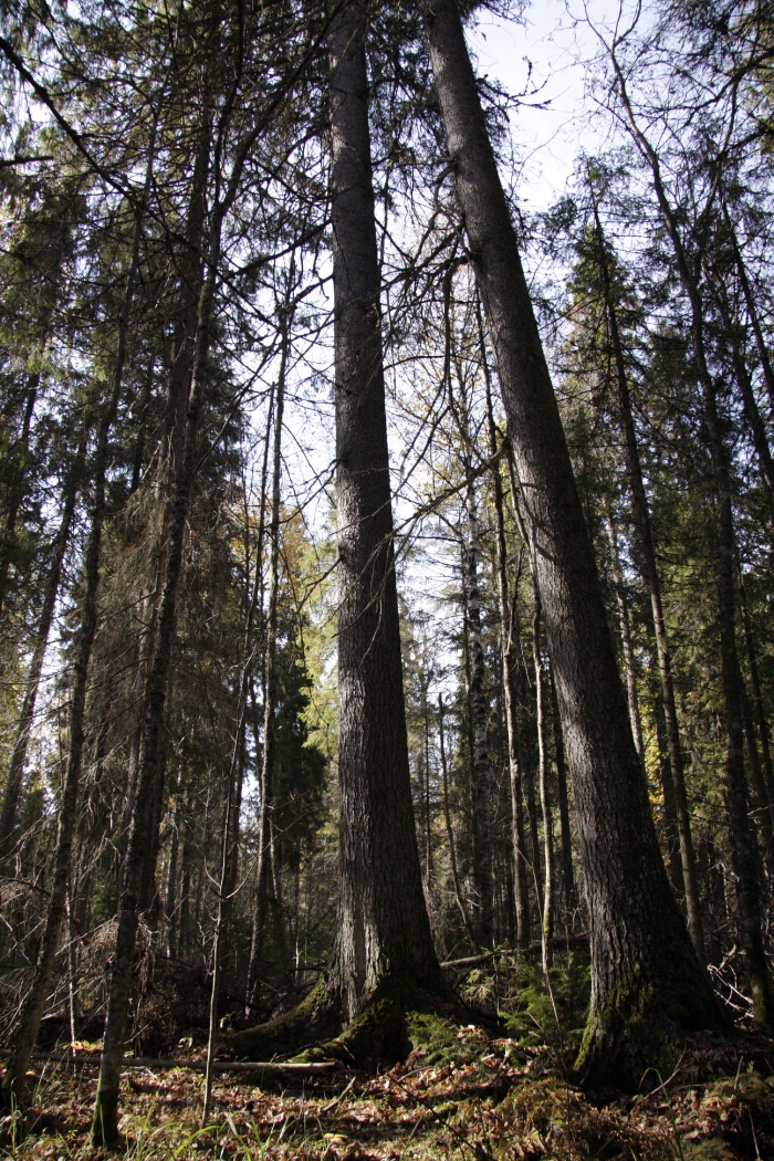 Заповедный лес под усиленной охраной