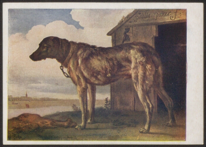 П. Поттер (1625-1654). Собака на цепи. Гос. Эрмитаж | Президентская  библиотека имени Б.Н. Ельцина